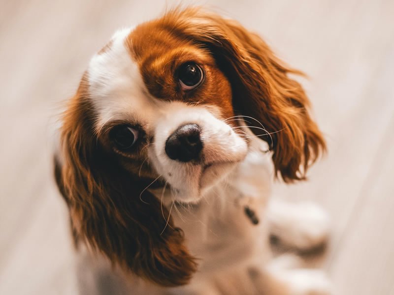 Doctor Pet Center